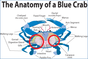 how to eat a out diagram how to eat crab crabbing hq how to eat a out diagram how to eat crab crabbing hq